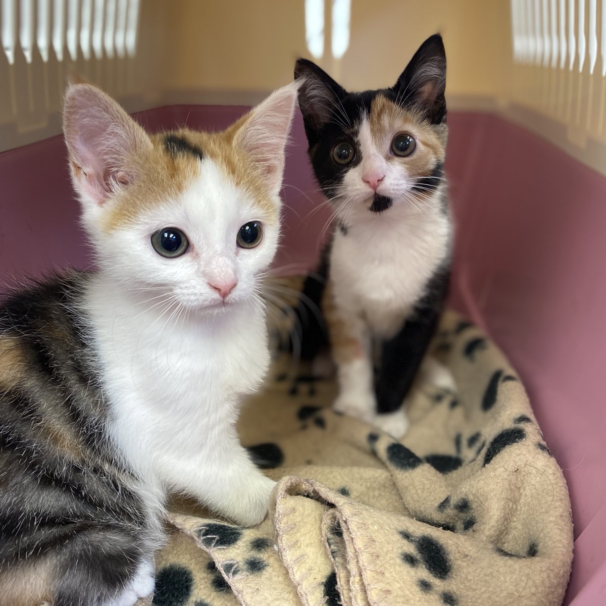 Pip and Gizmo after being spayed! 

🐱🐾

#vets4pets #barnsleyvets4pets