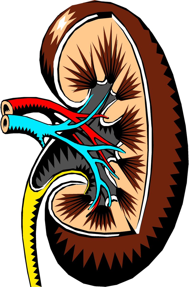 TransformYHNet's tweet photo. #Internationalkidneyawarenessweek2020 - Know more about your kidneys to help keep them healthy. #Renalhealth #kidney #Kidneyhealth @tanyadietician @KgadiMoa @DieticiansAtWrk @OnlineDietician 
https://t.co/xc1aFCt0P8 https://t.co/LwN1WElL4j