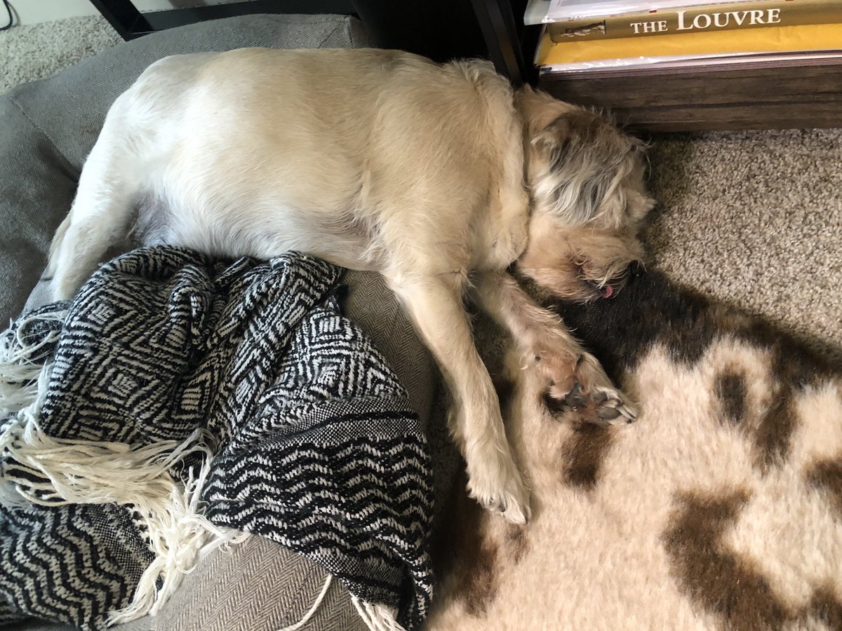 RJthehound's tweet photo. Half on / half off. #coworker #dogsoftwitter https://t.co/TgZtXoCXn1