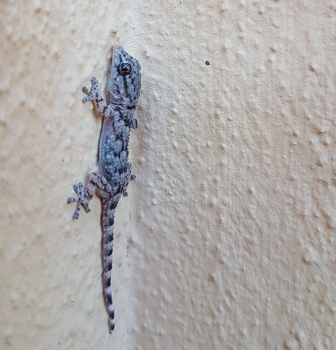 Amelia8811's tweet photo. Trovare questo creaturino in balcone oggi #miHaReso veramente felice ❤
È poco più grande di una moneta da due euro 😍
@UnTemaAlGiorno https://t.co/Cbs0sqxB7o
