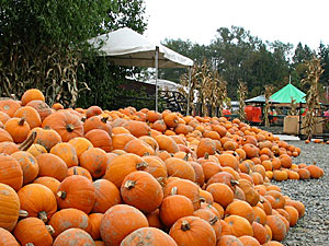 Remlinger Farms tweet media