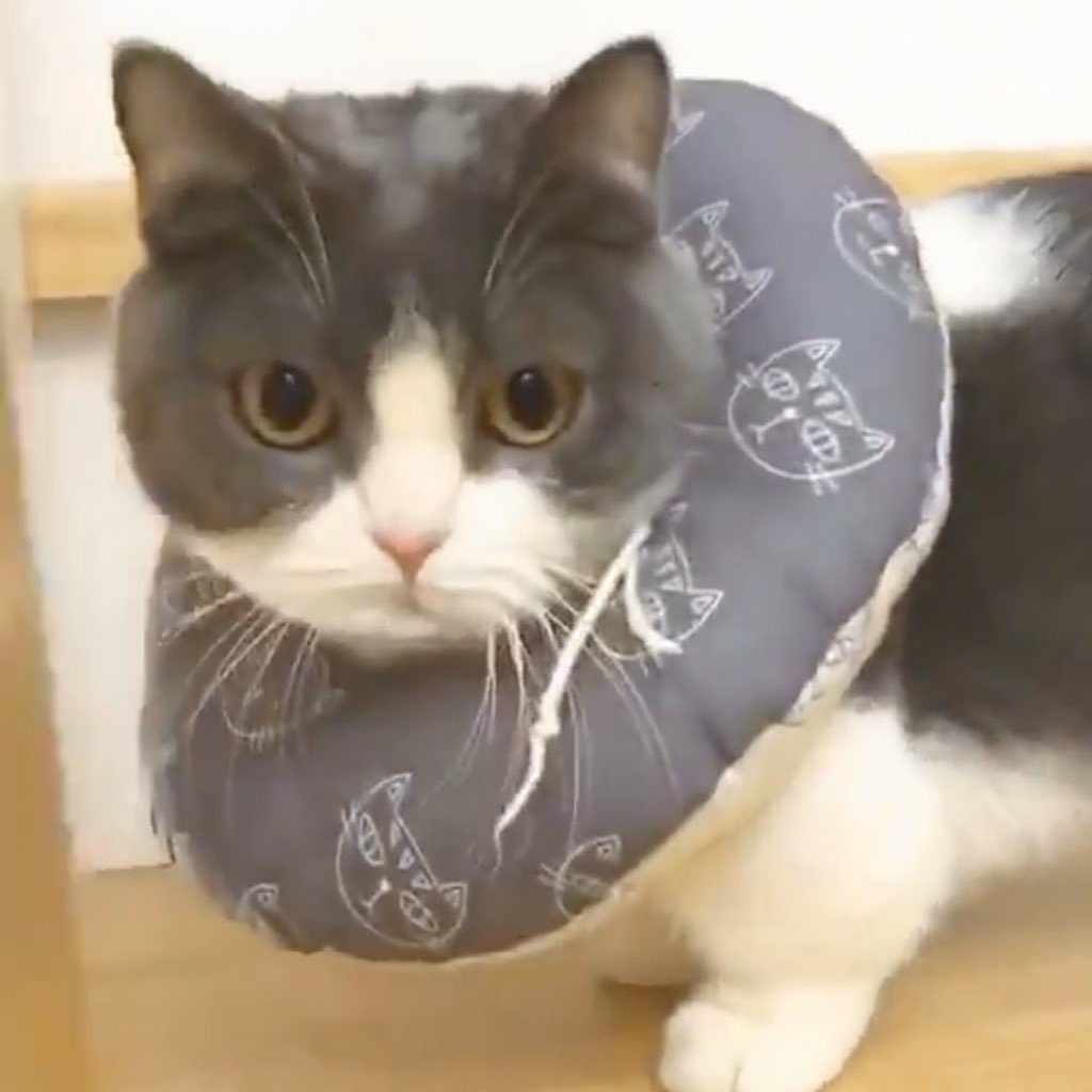 pls do not contact me for the next 3-5 business days i will be too busy crying into my pillow