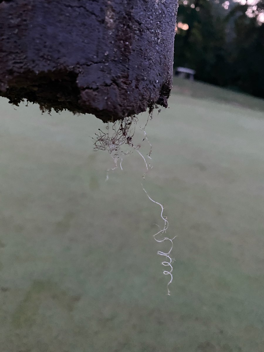 hermen van dunk tweet media