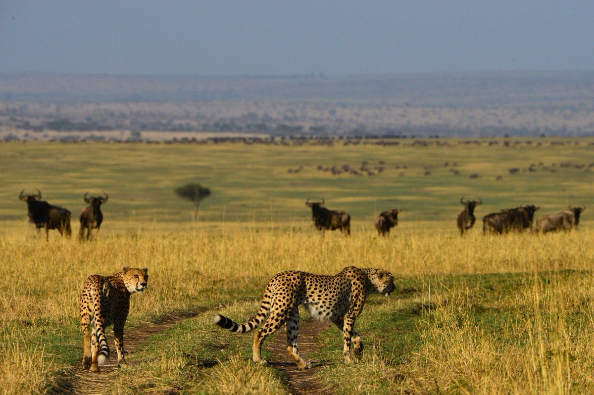 PassagetoAfrica's tweet photo. These brothers are notorious in the Mara and what a treat when you finally catch a glimpse and find them walking through the grassland, if you’re lucky enough you might even witness them on a hunt.
#passagetoafrica #safari #maramigration #cheetah
📸Indi Bilkhu https://t.co/N7YP2y3o36