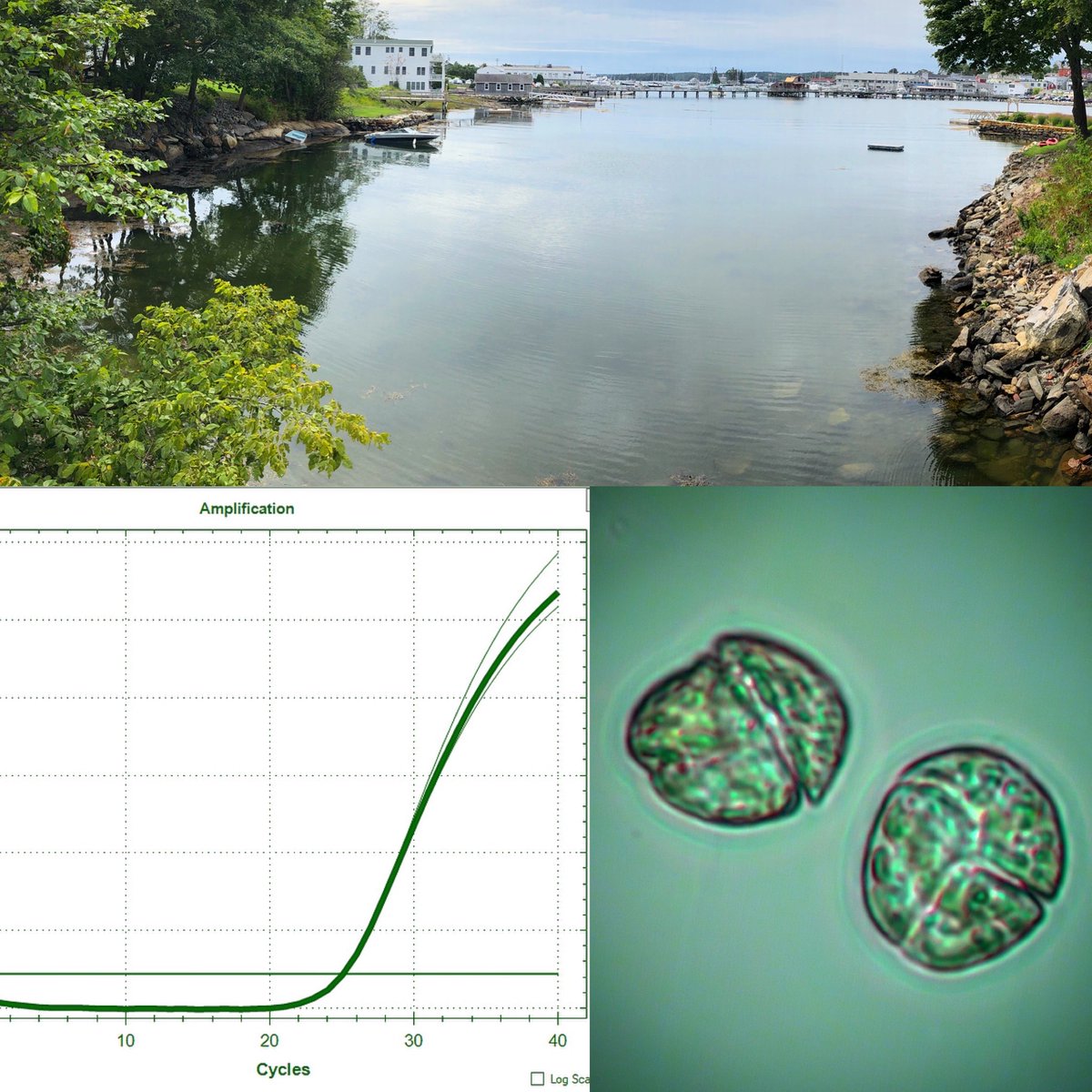 pdcountway's tweet photo. We detected a bloom of the dinoflagellate Karenia mikimotoi in Boothbay Harbor last week and verified its identity by rapid DNA techniques. This is part of the Maine-eDNA project @BigelowLab @MaineEPSCoR #nsffunded #MaineeDNA #nsfepscor https://t.co/8tJZL27eRp