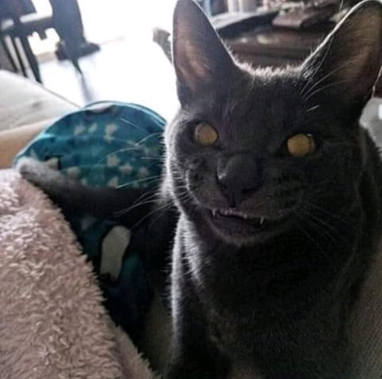 PsicoportalTV's tweet photo. GATO EN ADOPCIÓN🖤
A veces habla en latín y hace cosas raras pero con un padre nuestro se le quita😉
.
.
.
.
.
#terror #terrorifico #tetrico #memesterror #memes #miedo #gatitos #gritos #voces #psicopotal #aterrador #cosasextrañas #imagenesdeterror #increble #fansdelterror #adopta https://t.co/04IEZRXhfc
