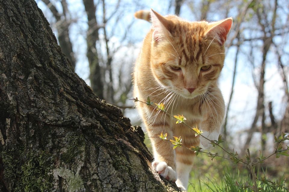 PDXPetDesign's tweet photo. Each #September, we celebrate our #cat and #kitten friends with an entire month dedicated to their well-being. Learn how you can improve your cat's life right now! https://t.co/c9f54z5xE0 https://t.co/gZeQQdlimt