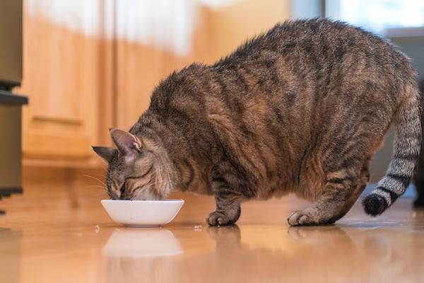 SnappyTomPets's tweet photo. Overweight cats can face many health implications that can prevent them from enjoying their life.  The good news is you can help your cat drop the extra pounds by feeding them light cat food from Snappy Tom! https://t.co/Xqrvs55vIm
#catfood #cat #cats #petshop #catlover #pet https://t.co/lv8fDKZrqO