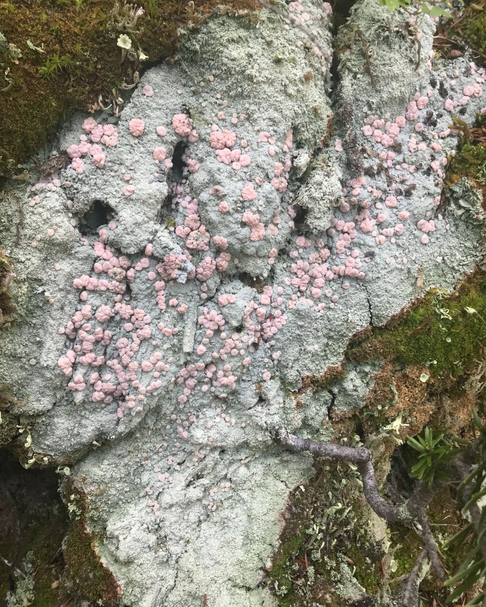 ABMINatureLynx's tweet photo. #DYK that Fairy Puke/Candy Dot Lichen (Icmadophila ericetorum) is the unofficial lichen of Alberta?
More about the quest to chose a lichen for #Alberta: https://t.co/nLOcW8xteq
πΈ Sighting shared by NatureLynx user LilTack
#sightingshowcase #royalalbertamuseum @RoyalAlberta https://t.co/jMzyperhOm