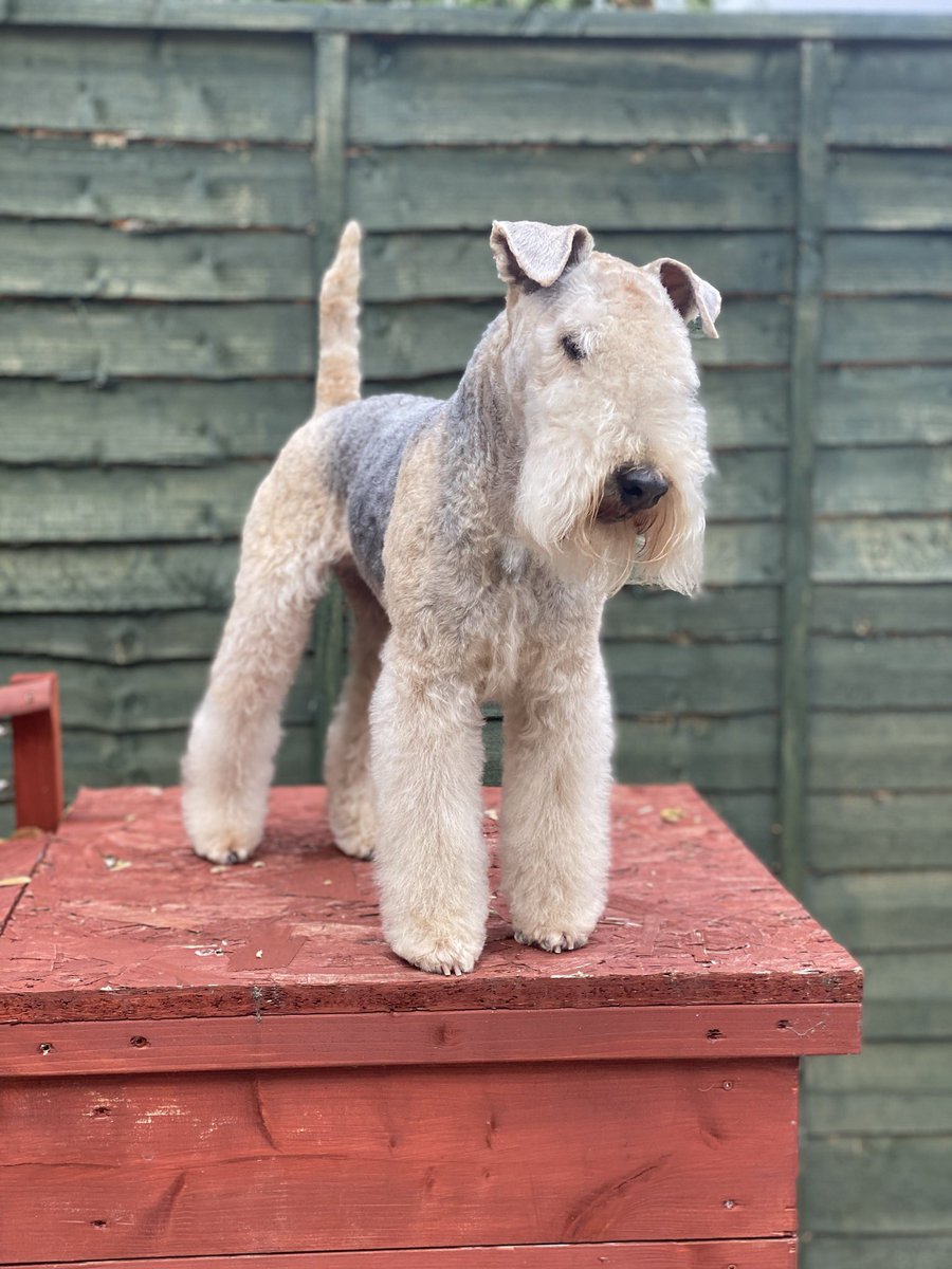 DOGSDELIGHTUK's tweet photo. We love terrier! Thank you for travelling all the way to see us @bertie_lakeland always pleasure! 🐶✂️ https://t.co/7yx0vdEC7s