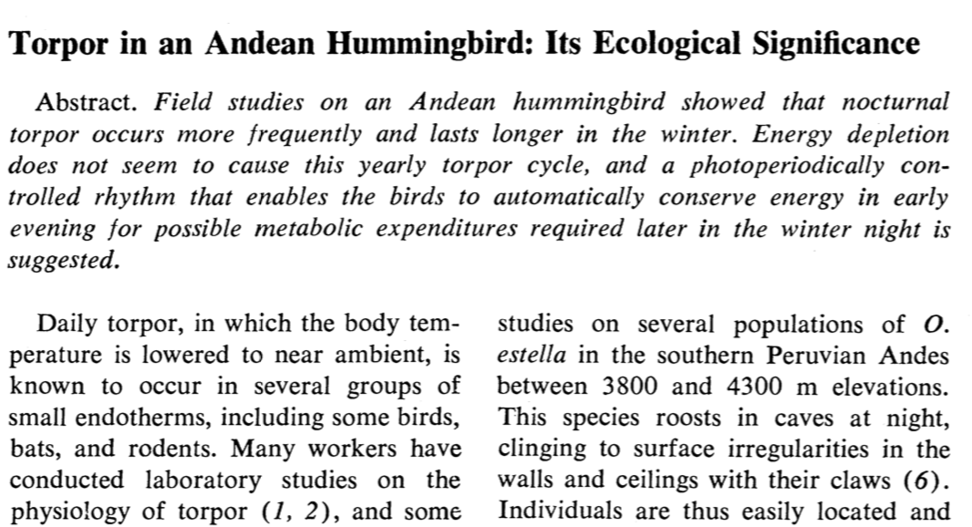 Why was the ~3º result expected? In the 1970's, F. Lynn Carpenter measured an Andean Hillstar hummingbird at 5º C, when ambient temp was 3º C...since then, nobody has really looked, even though several Andean hummingbird species routinely experience ambient temperatures < 0ºC