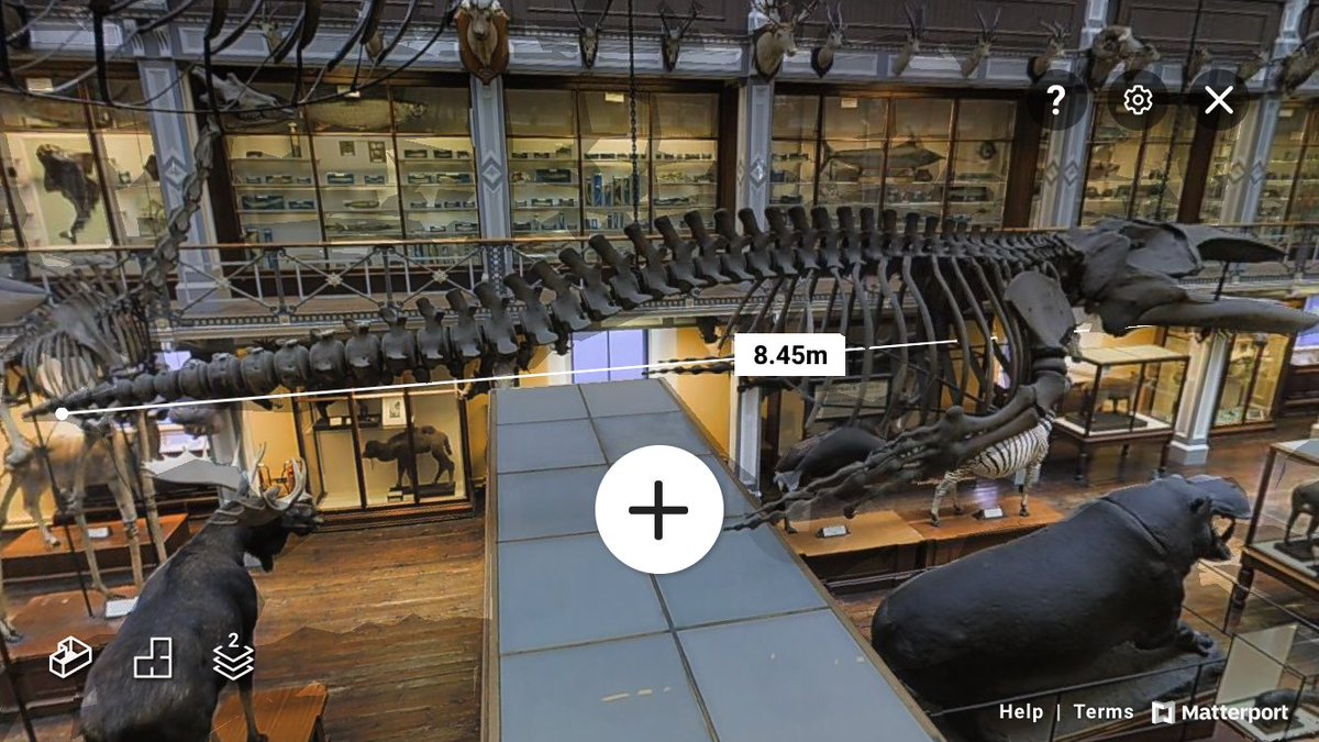 GoatIips's tweet photo. @KeeperNH @NMIreland "overpowered by the surf, and cast upon the sands, lashing the water furiously with its tail" (1893).
Is it too late to feel distressed?
🌊🐋😥
The @DublinDeadZoo's #3DVirtualVisit says the #HumpbackWhale is about 8.5M - she's about halfway grown, teenage?
https://t.co/omzX6aonej https://t.co/z7HpmUqvSa