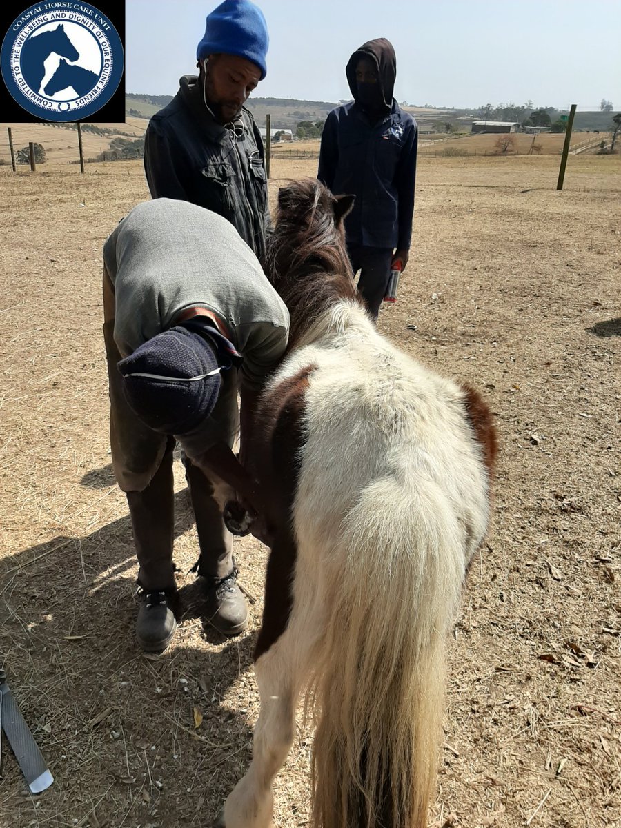 CoastalHCU's tweet photo. Team Coastal have been hard at work dealing with Welfare issues over the last couple of weeks. Our Inspector has had to intervene to avoid further suffering. These are some of the horses that have been confiscated under the Animal Protection act. 
Costs are escalating 🙈🙈 https://t.co/pYAjUQut2L