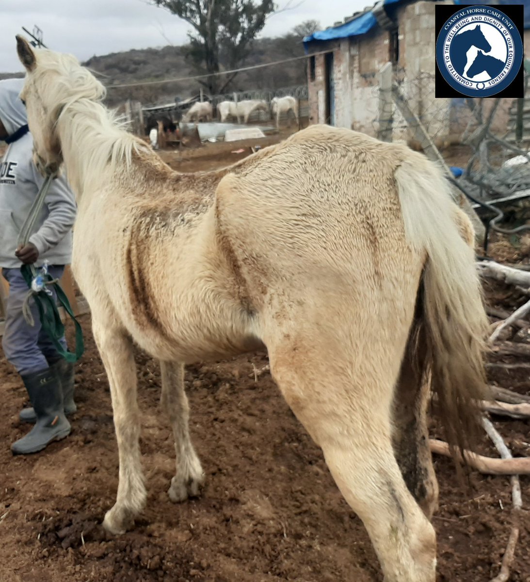 CoastalHCU's tweet photo. Team Coastal have been hard at work dealing with Welfare issues over the last couple of weeks. Our Inspector has had to intervene to avoid further suffering. These are some of the horses that have been confiscated under the Animal Protection act. 
Costs are escalating 🙈🙈 https://t.co/pYAjUQut2L