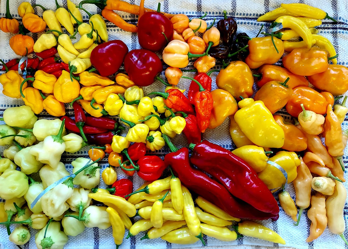KellyWoodroffe's tweet photo. Mid week pick of chillies so I've got time to plan what to do with them all over the weekend! Just love all the colours π #chillies #willbespicy #growingmyown #chillijungle #igrewthese #morethanithought https://t.co/eJajHEv9xM