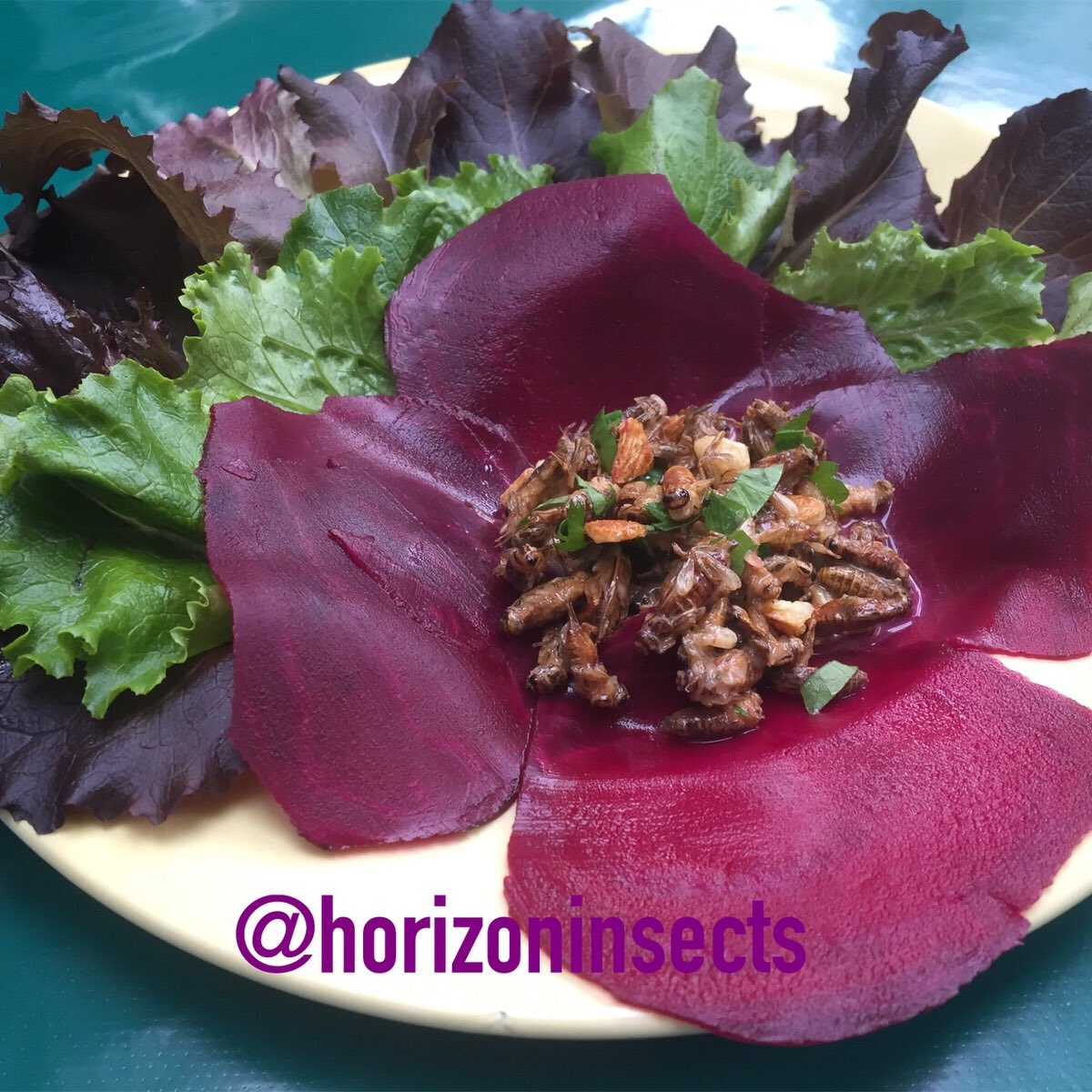 HorizonInsects's tweet photo. Why not unleash that #chefcreativity and develop new recipes using #edibleinsects ?
In the photo:
Home fermented beetroot and mixed leaves salad, accompanying crickets sautéed in roasted garlic, lemon and fresh herbs sauce.
#sustainablefood https://t.co/xR0ZGhXPLB
