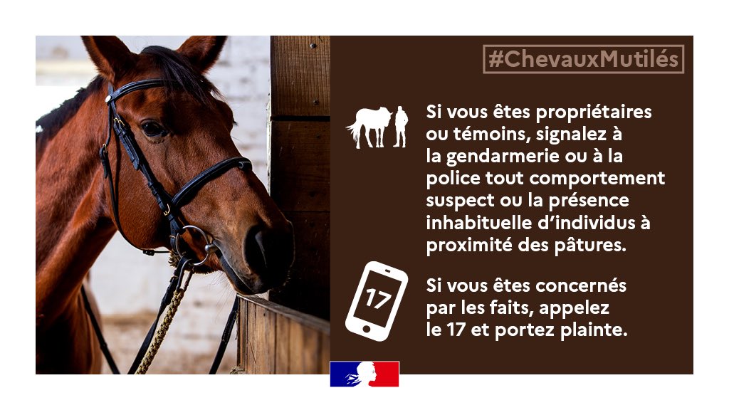 Gendarmerie_037's tweet photo. [VIGILANCE] Face aux #mutilations d’équidés 🐴:
- vous êtes propriétaire: n’hésitez pas à prendre contact avec les 👮👮‍♂️les plus proches de votre domicile pour vous signaler et bénéficier de conseils de sécurité.
- vous êtes témoin de faits: 📞1️⃣7️⃣🚨!
#chevauxmutiles https://t.co/OUuxZj8s3v