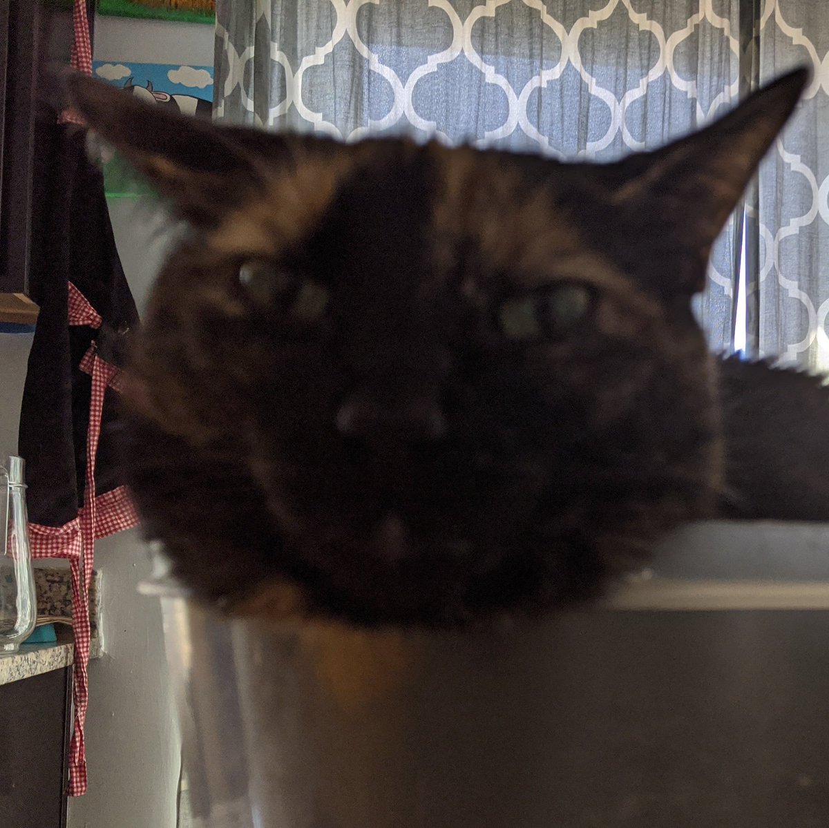 Binx_kitty tweet picture
