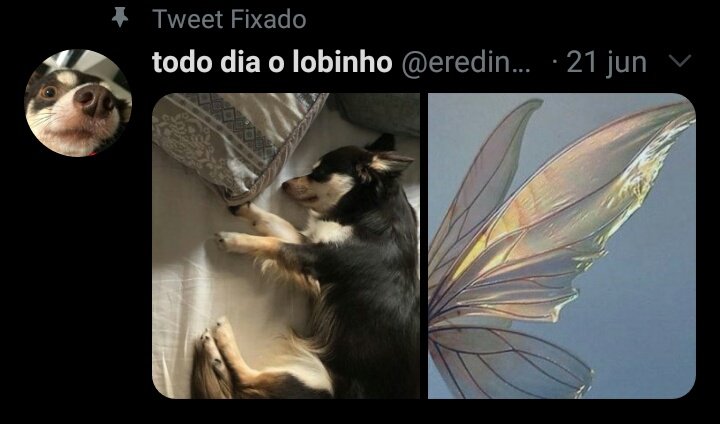lobinhotododia's tweet photo. Lobinho fado :3 https://t.co/d9yl1zHQDT