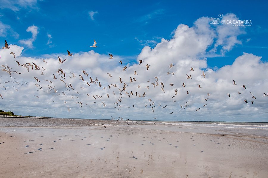 ericatarinafoto's tweet photo. 🇧🇷{Amazônia} ⠀⠀⠀⠀⠀⠀
📍Local: Ilha de Algodoal - Pará
📸Érica Catarina Pontes
Contato: https://t.co/f37oHdWOlS
.
.
.
#nikonbr #nikonbrasil #brasil #brazil #ericatarina #belezasdobrasil #americalatina #colors #cores #amazônia #amazon #amazonia #natureza #nature #algodoal https://t.co/heiVS3duF3