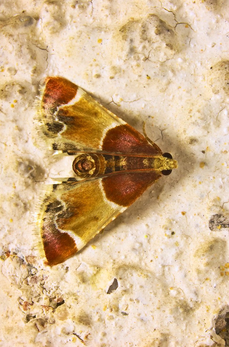 ValkovR's tweet photo. The genus #Pyralis (family #Pyralidae, Snout #moths) includes #spectacular species. Here we see Pyralis #farinalis, common in the UK and Europe and Pyralis #regalis, only seen in Europe.
#insect #NaturePhotography #WildlifeWednesday #TwitterNatureCommunity #WednesdayThoughts https://t.co/wyA6DzsdJY
