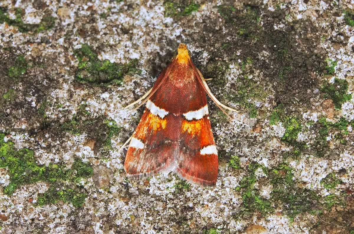ValkovR's tweet photo. The genus #Pyralis (family #Pyralidae, Snout #moths) includes #spectacular species. Here we see Pyralis #farinalis, common in the UK and Europe and Pyralis #regalis, only seen in Europe.
#insect #NaturePhotography #WildlifeWednesday #TwitterNatureCommunity #WednesdayThoughts https://t.co/wyA6DzsdJY