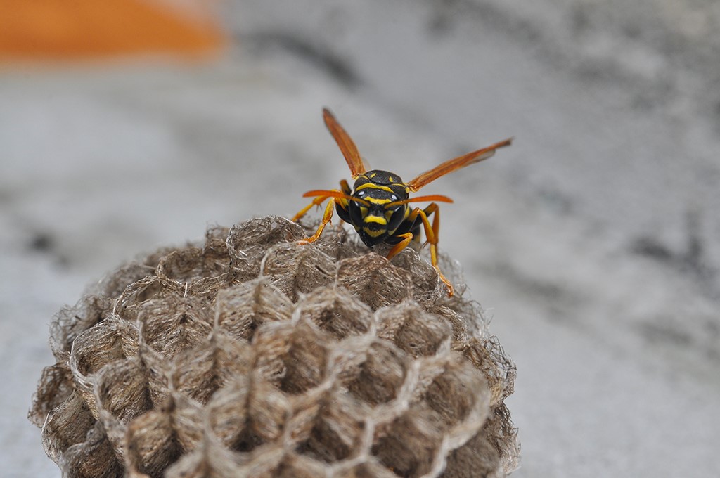 TNRPestControl's tweet photo. The Dangers of Stinging Insects https://t.co/PzceJSeVsa @pestworld via @YouTube #wasps #yellowackets [VIDEO] https://t.co/JDAAFRSdmD