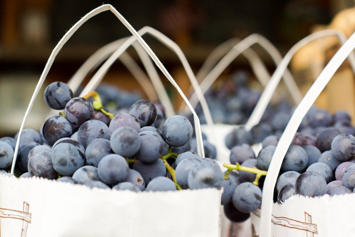 OhioWineCountry's tweet photo. Deep Breaths… Harvest season is here and the smell of grapes is in the air.
#ohiowinecountry #bula https://t.co/KZq2Z8Junu