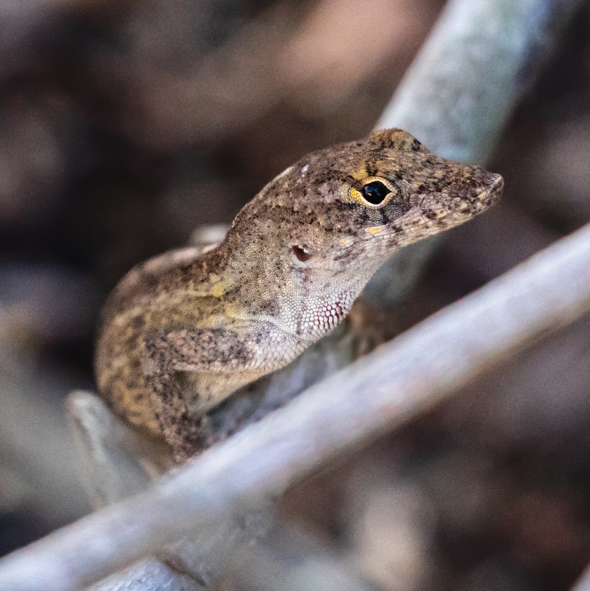 StrangeCharmArt's tweet photo. A brown anole in Merritt Island National Wildlife Refuge in Florida. #lizard #lizardlife #reptile #reptilelove #wildlifeonearth #reptilephotography #merrittisland #blackpointwildlifedrive #pureflorida #exploringflorida #floridaparks #floridanature #loveflorida #roamflorida https://t.co/Xz54OzAU7q