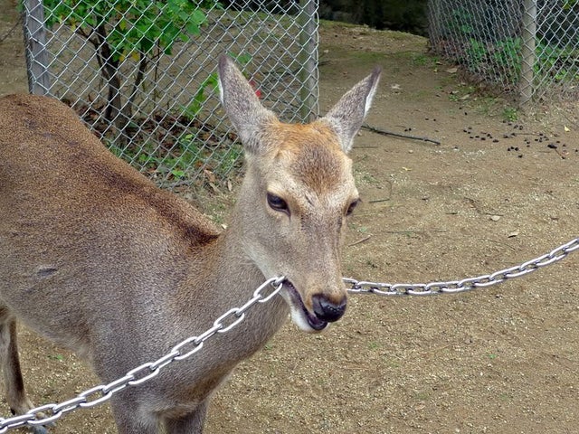 eaitimg pt.3—wait those are chains why are you eating chains