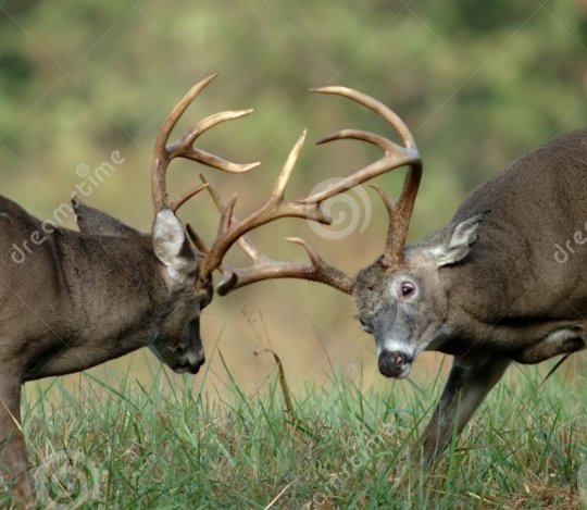 fighting the boys n then coming home to ur loving wife