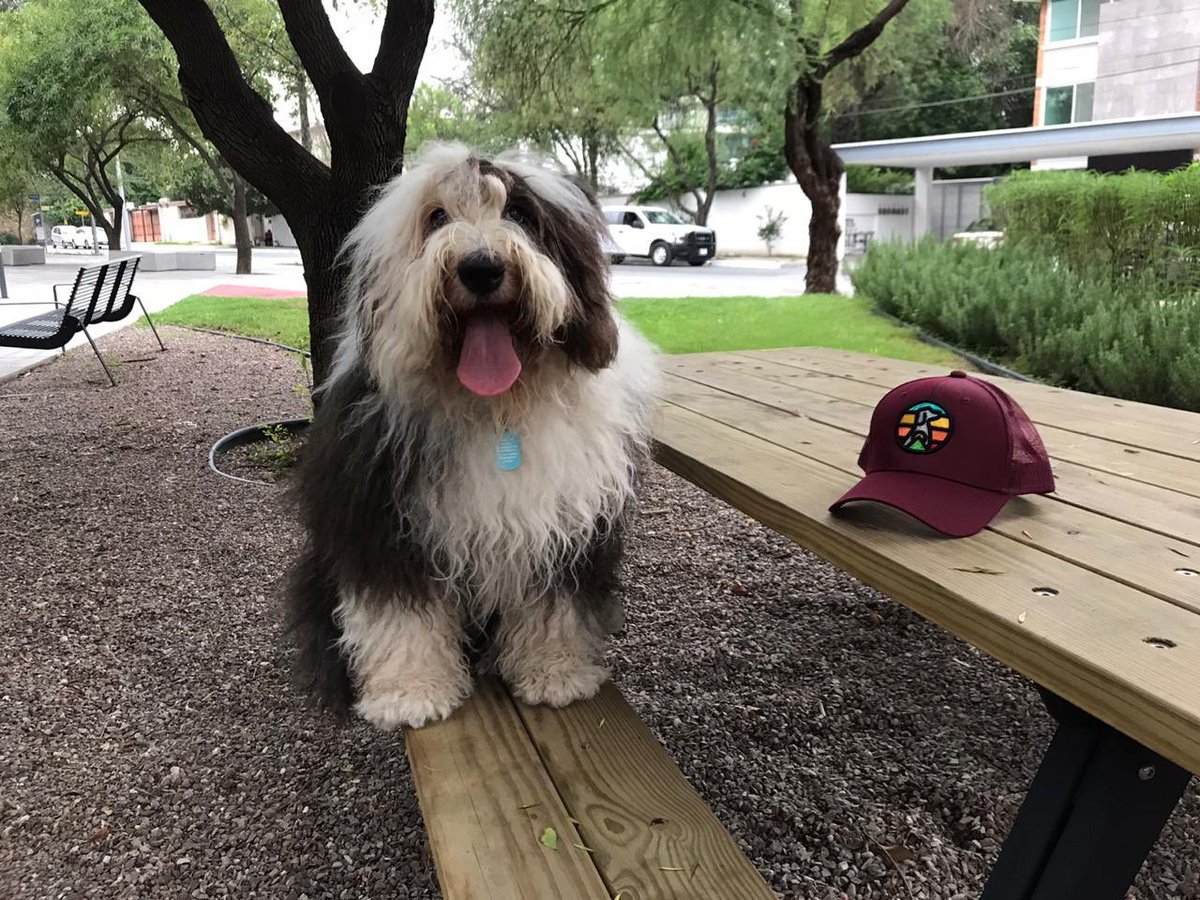 MexPetFriendly's tweet photo. Si quieres un regalo con causa que ayude animales, compra @FetchMx, tu compra asegura la alimentación de un perro rescatado y en rehabilitación mientras se adopta! #Fetch #adoptaNoCompres https://t.co/XFXTDrFsMH