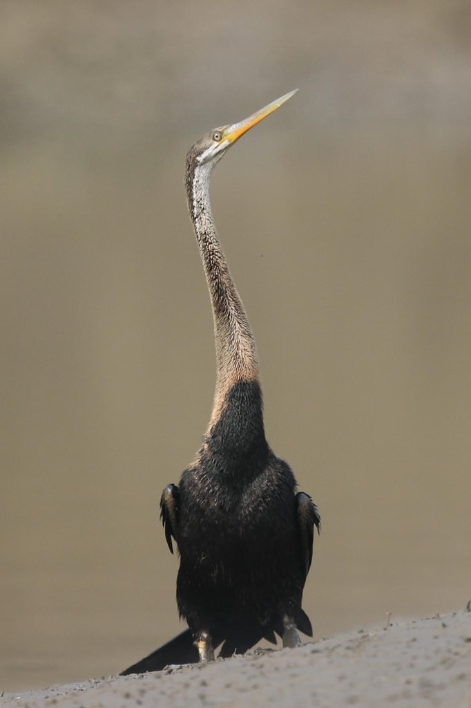  @natgeo  @Avibase  @ThePhotoHour  @NatureIn_Focus  @SanctuaryAsia #IndiAves  #birds  #birdwatching  #birdphotography  #BBCWildlifePOTD  #WildlifePhoto My brother clicked long neck bird (Darter)His FB profile https://www.facebook.com/profile.php?id=100001549799014Instagram handle  http://instagram.com/atuljain67?igs …