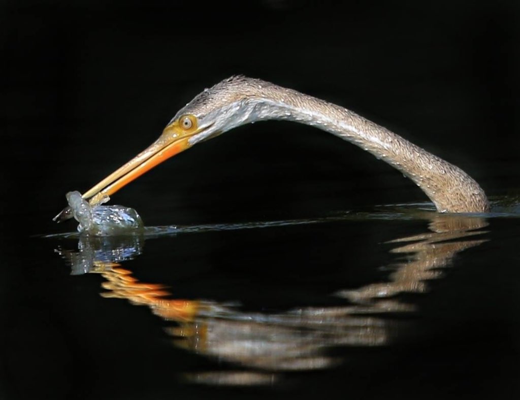  @natgeo  @Avibase  @ThePhotoHour  @NatureIn_Focus  @SanctuaryAsia #IndiAves  #birds  #birdwatching  #birdphotography  #BBCWildlifePOTD  #WildlifePhoto My brother clicked long neck bird (Darter)His FB profile https://www.facebook.com/profile.php?id=100001549799014Instagram handle  http://instagram.com/atuljain67?igs …