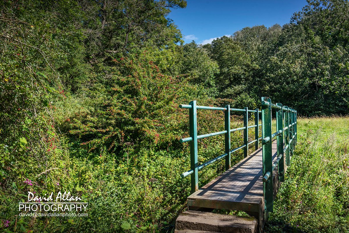 David Allan tweet media