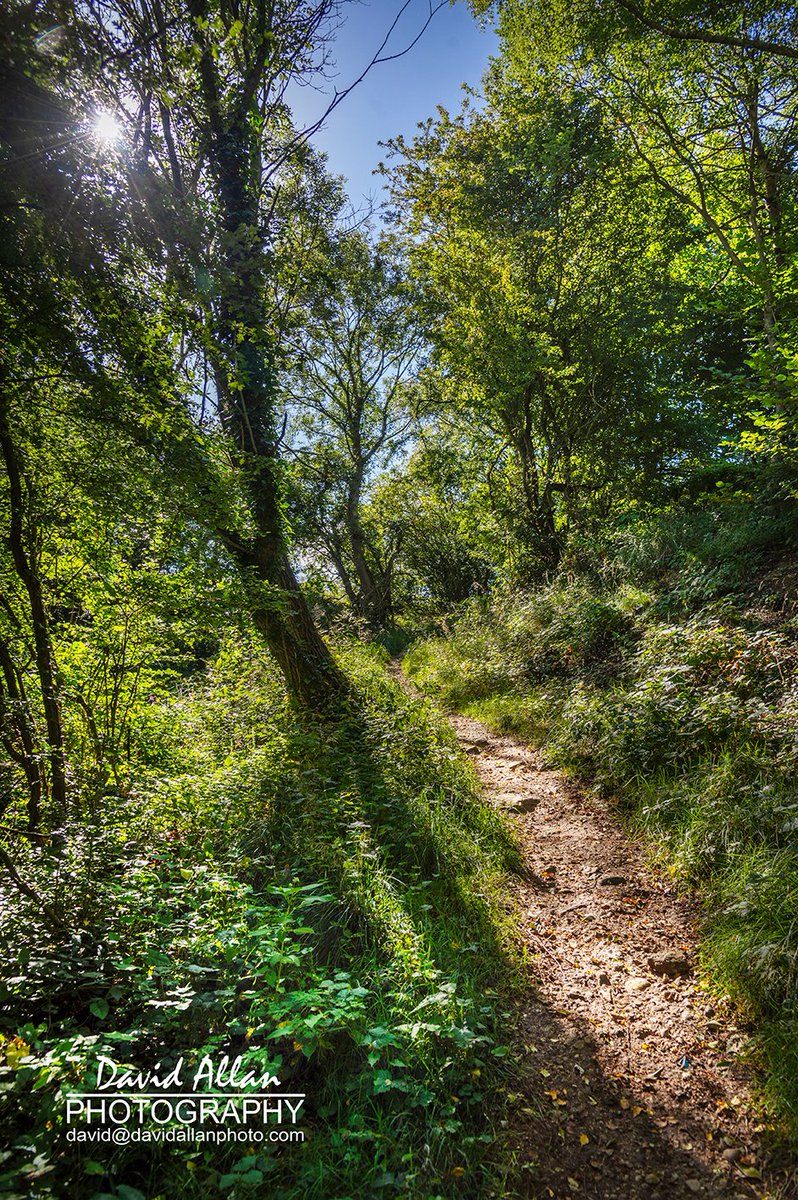 David Allan tweet media