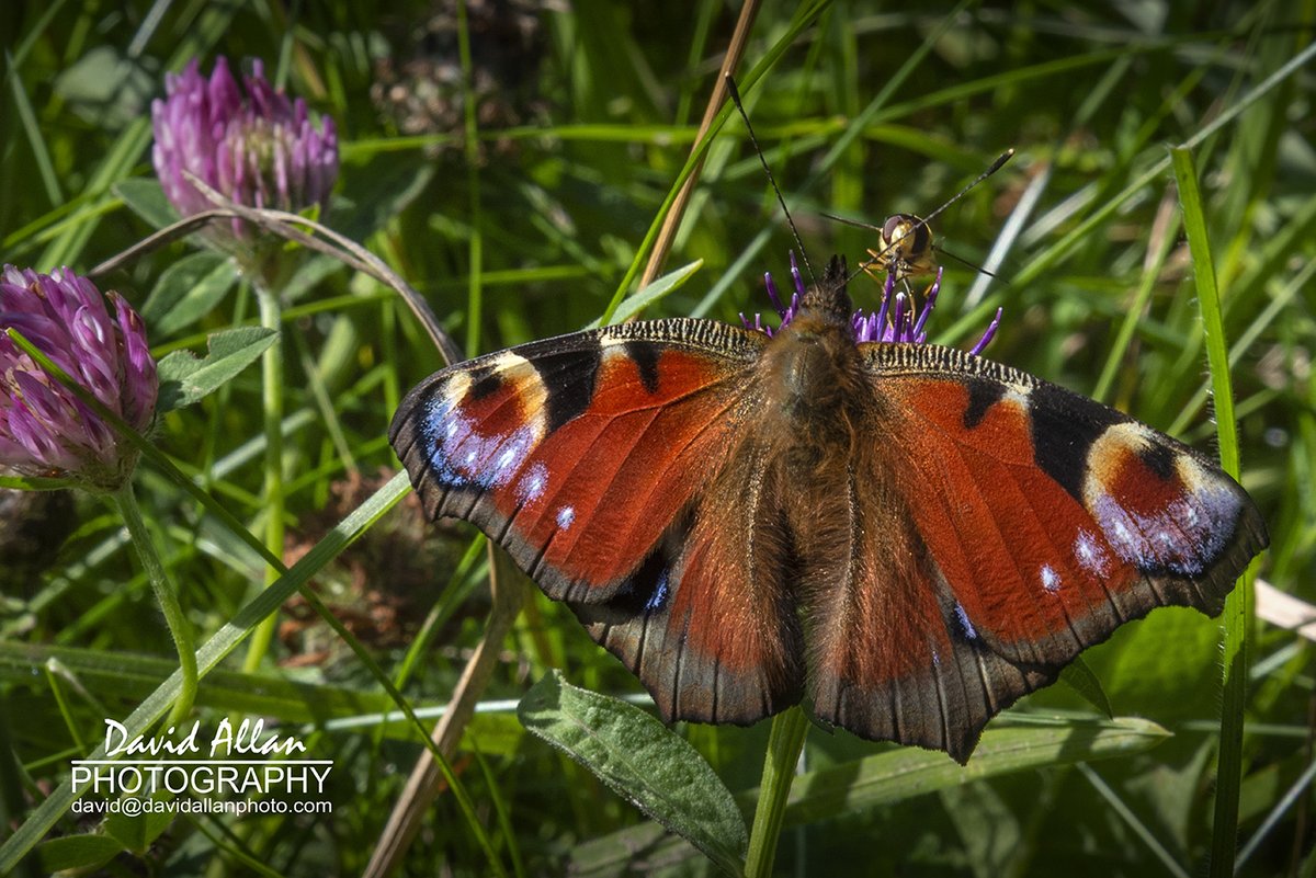 David Allan tweet media