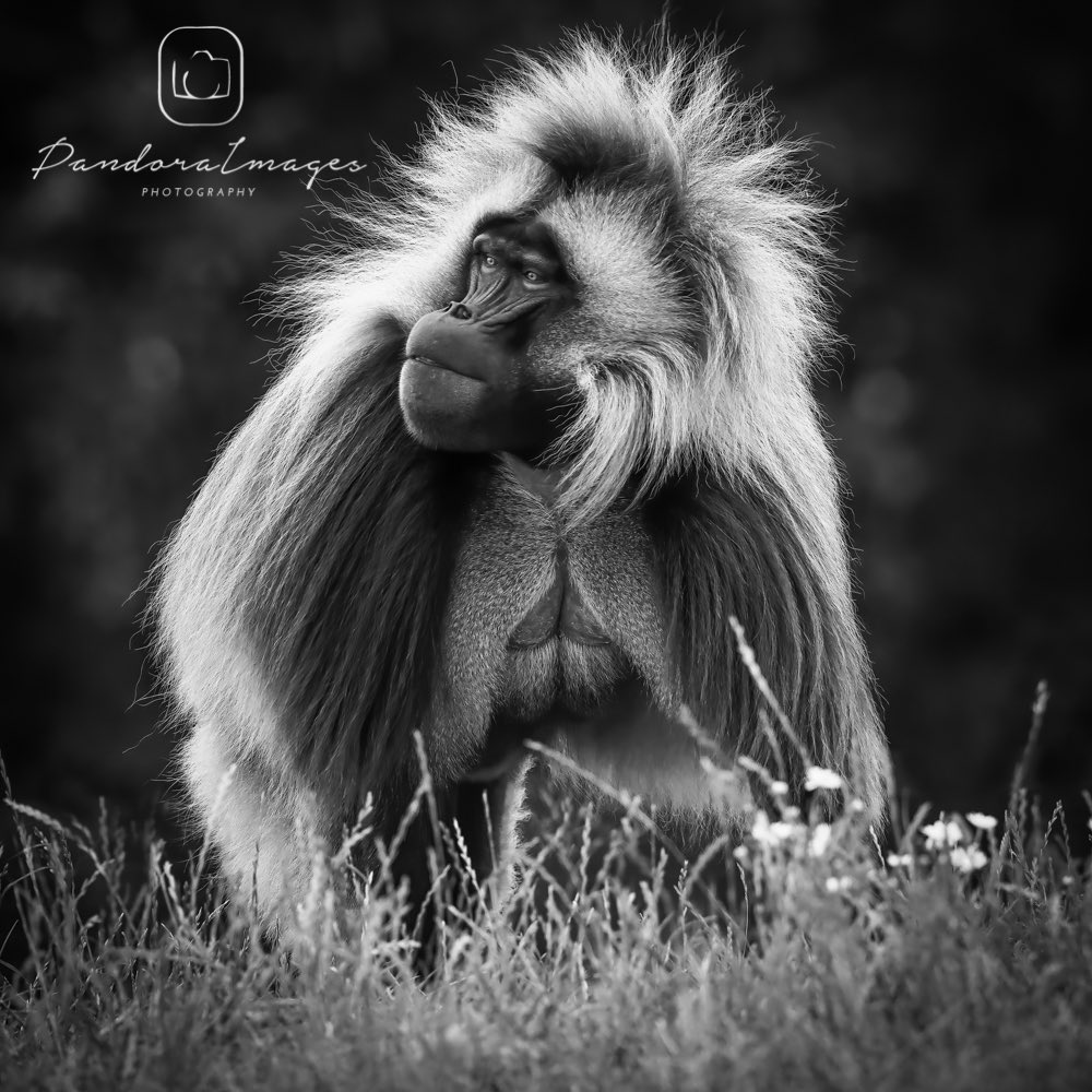 Handsome Harry <a href="/YorkshireWP/">Yorkshire Wildlife Park 🦁</a>