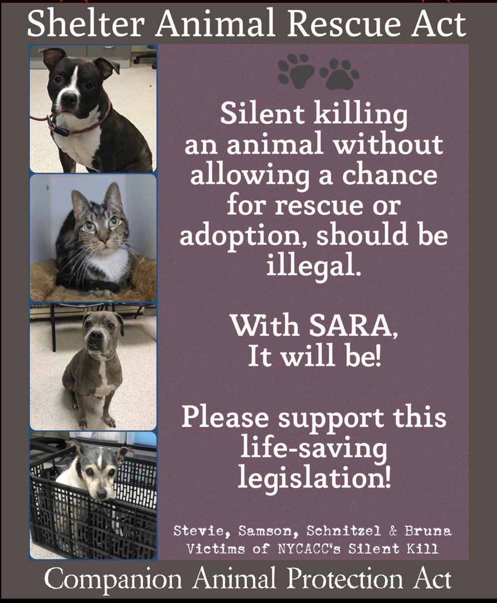 NMBewitched's tweet photo. 💔NYCACC💔
Has embraced @peta philosophy:  Better off Dead, then in Shelter
This gives them free license to MURDER a horrific number of #Animals
#NYC you as taxpayers are $$$ for 
KILL at WILL
VERY DANGEROUS
@DonnaLupardo
@NYCHealthCommr
@NYCACC 
UNACCEPTABLE
#SARA #CAPA
#Living https://t.co/jYT99AMYKM