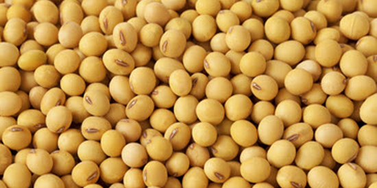 OntAg's tweet photo. In Today's #OntAg Newsletter: Ontario #soybean yield could be record-breaking.. Growers are projected to produce an average soybean #yield of 53.2 bushels per acre, said Greg Stewart, agronomy lead with @Maizex. #ONYield20 

Learn more: https://t.co/oqZ4jX2aUe https://t.co/uwKyiRjUAN
