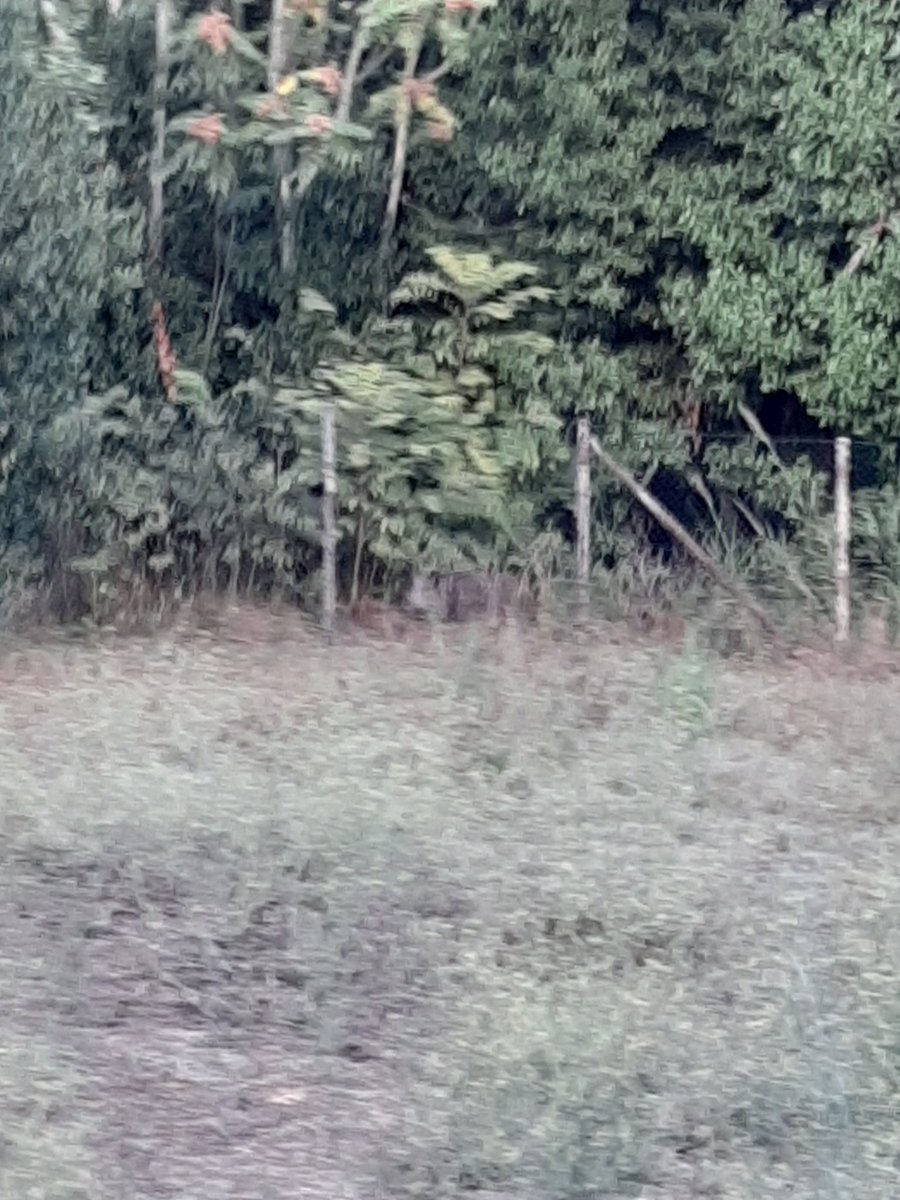 Barl07Mar's tweet image. Cari @virginiaraggi e @XIIIMunicipio,
qualche minuto fa al parco di via Francesco Scaduto di Roma ho avvistato quello che mi sembrava un cinghiale. Vi invito ad operare il più presto possibile sull'accaduto, prima che qualcuno possa farsi male.