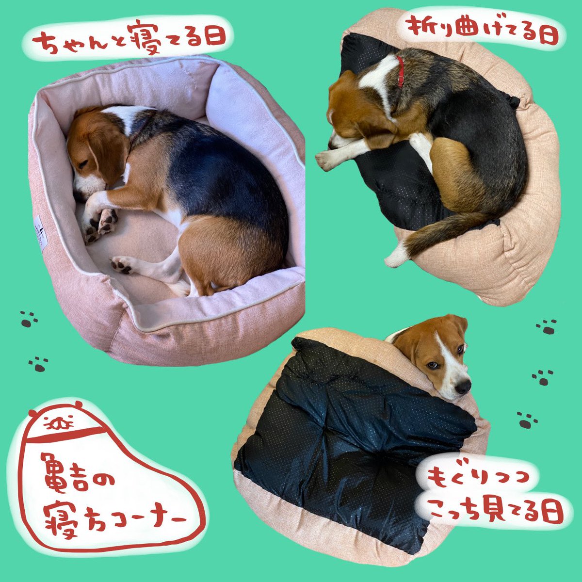 steven_spielham's tweet photo. ハンバーグ犬通信
その1でございますー

#パンダと犬 #犬かわいい #犬 #ビーグル #ビーグル犬 #多頭飼い #スティーヴンスピルハンバーグ https://t.co/S1FgkfZAPU