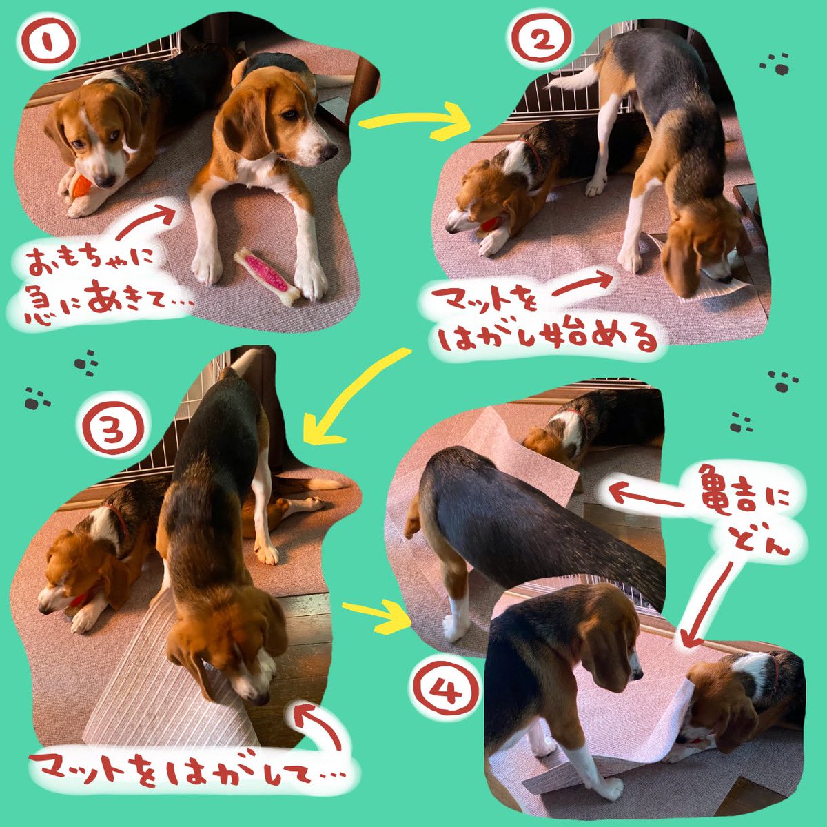 steven_spielham's tweet photo. ���ンバーグ犬通信
その2でございますー

うふふー https://t.co/O76VTeicdP