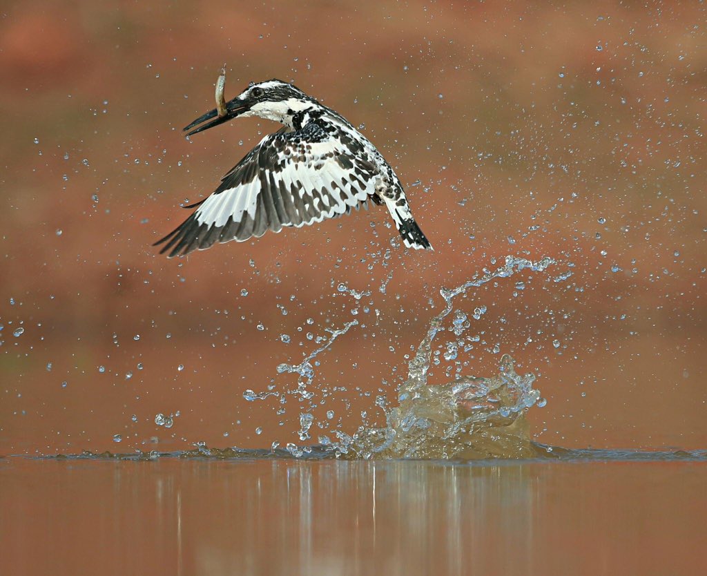  @natgeo  @Avibase  @ThePhotoHour  @NatureIn_Focus  @SanctuaryAsia #IndiAves  #birds  #birdwatching  #birdphotography  #BBCWildlifePOTD  #WildlifePhoto My brother captured some splash moments...watch dropsFB profile http://facebook.com/profile.php?id …IG handle  http://instagram.com/atuljain67?igs …