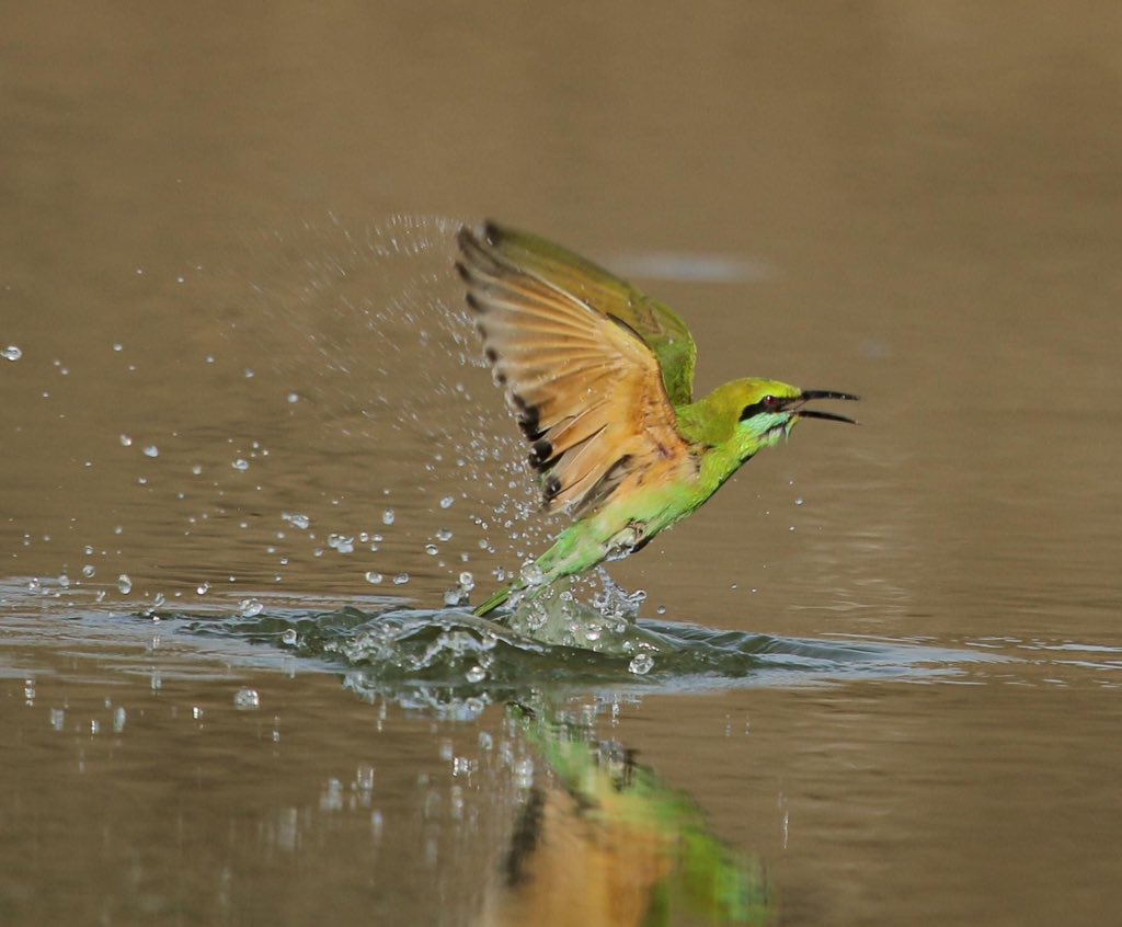  @natgeo  @Avibase  @ThePhotoHour  @NatureIn_Focus  @SanctuaryAsia #IndiAves  #birds  #birdwatching  #birdphotography  #BBCWildlifePOTD  #WildlifePhoto My brother captured some splash moments...watch dropsFB profile http://facebook.com/profile.php?id …IG handle  http://instagram.com/atuljain67?igs …