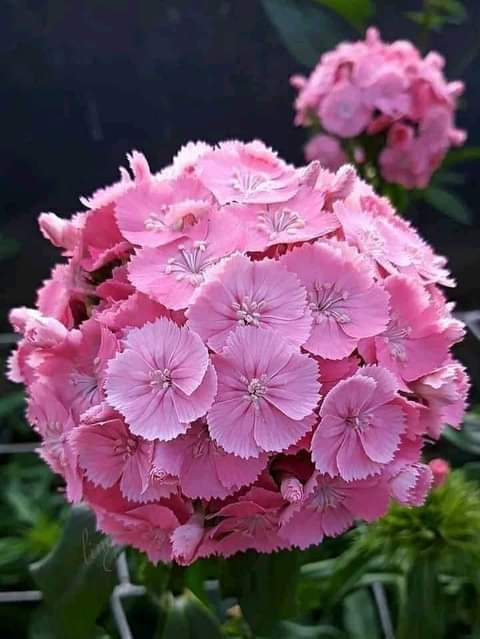 Very , very Beautiful flower 💝🌺🌸💜😊💕💕💖🌺🌸💜