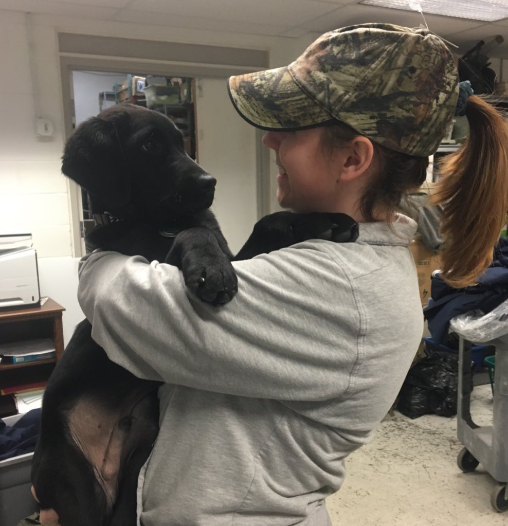raiderpups's tweet photo. It’s not too late to be a member of the Raider Pups Wright State organization! Applications to be a handler are due tomorrow!!💛💚
.
.
#raiderpups #sdit #servicedogintraining #wsu #wrightstateuniversity https://t.co/TZKHLvC1Gk