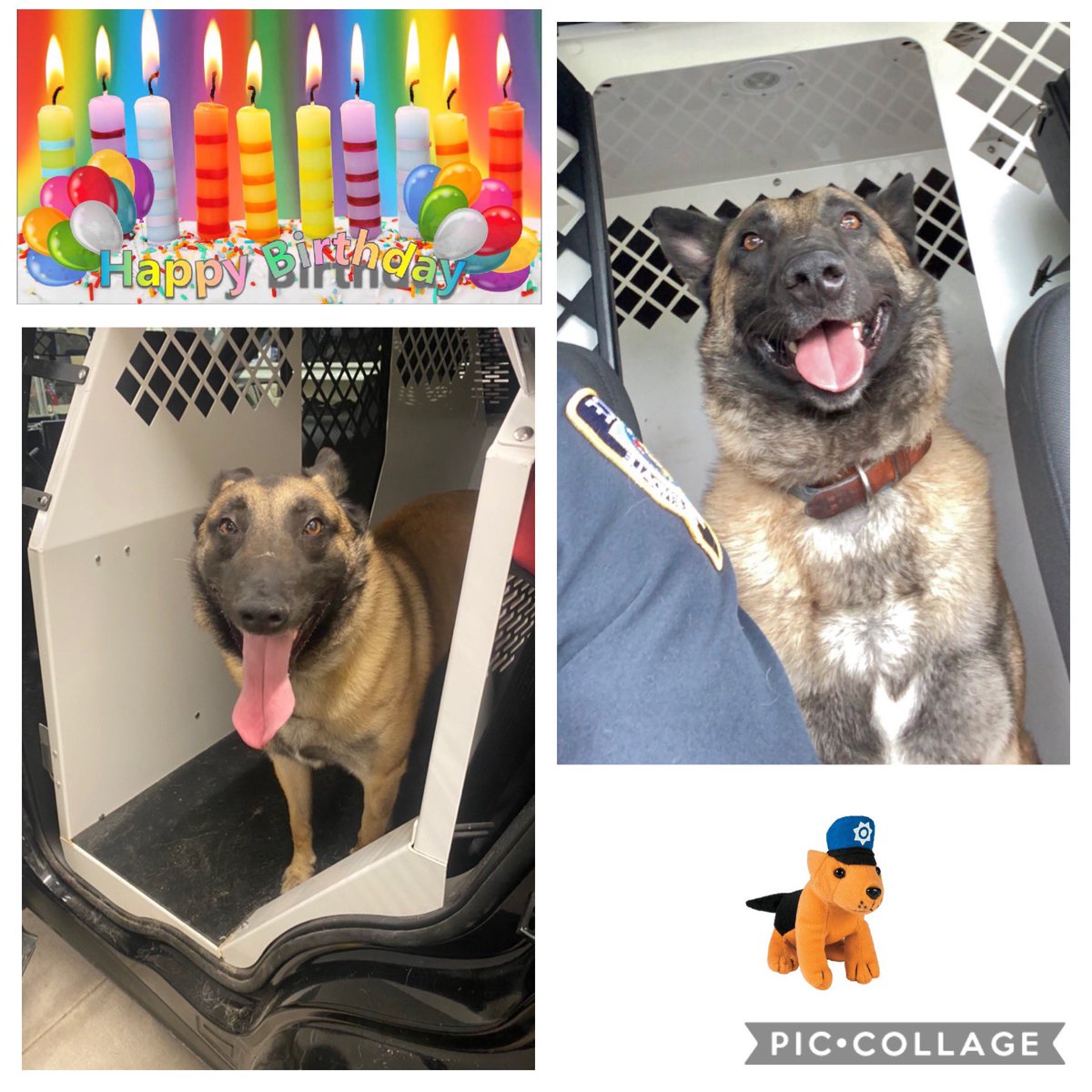 GlendaleWiPD's tweet photo. Happy 3rd Birthday to @GlendaleWiPD K9 Brix!!!! #policeK9 #policedog #K9Brix https://t.co/k2nQMidriA