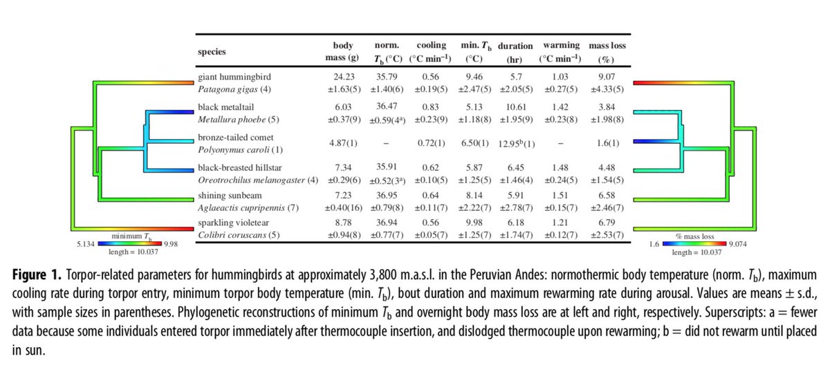 Is torpor ability a cause or consequence of evolutionary success in high-elevation cold environments?YES.(*This* was the most exciting finding of the paper)More species-sampling & experimentation could tease apart cause from consequence.<submit grant proposal!>