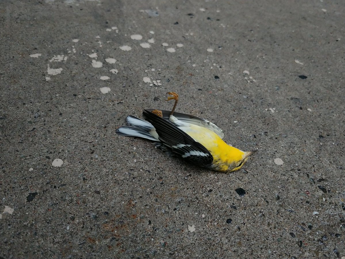 SafeWingsOtt's tweet image. This gorgeous Blackburnian Warbler might have been a ray of sunshine in this dreary day. Instead, it ended up like too many other songbirds, killed by a #windowcollision. This is one of 18 victims found by just one volunteer in downtown #Ottawa this morning.